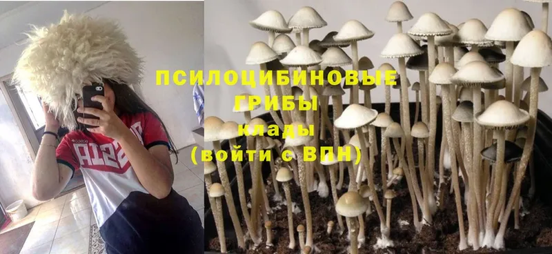 Псилоцибиновые грибы MAGIC MUSHROOMS  Азов 